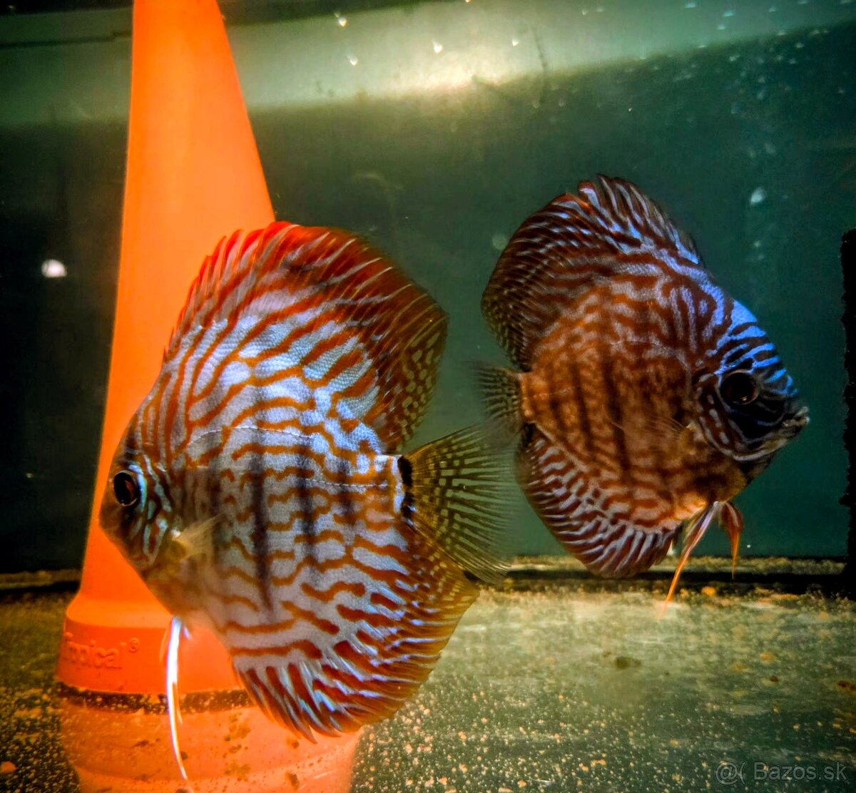 Terrcovce Red tyrkys diskus - 3