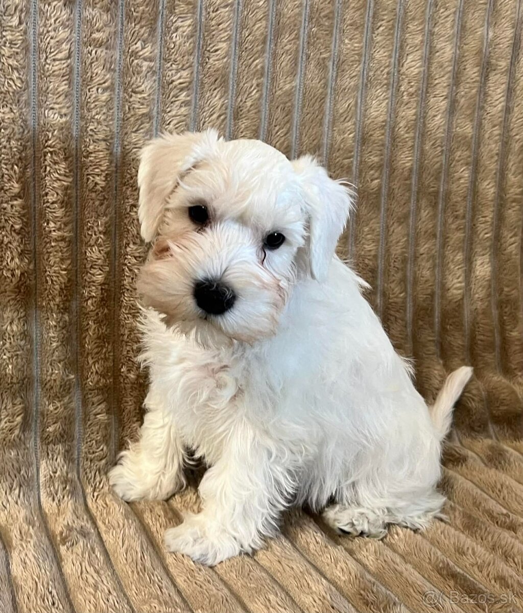 Biely malý bradáč s PP - 3