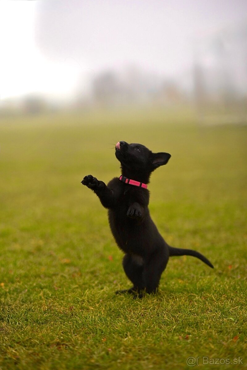 Nemecký ovčiak - 3