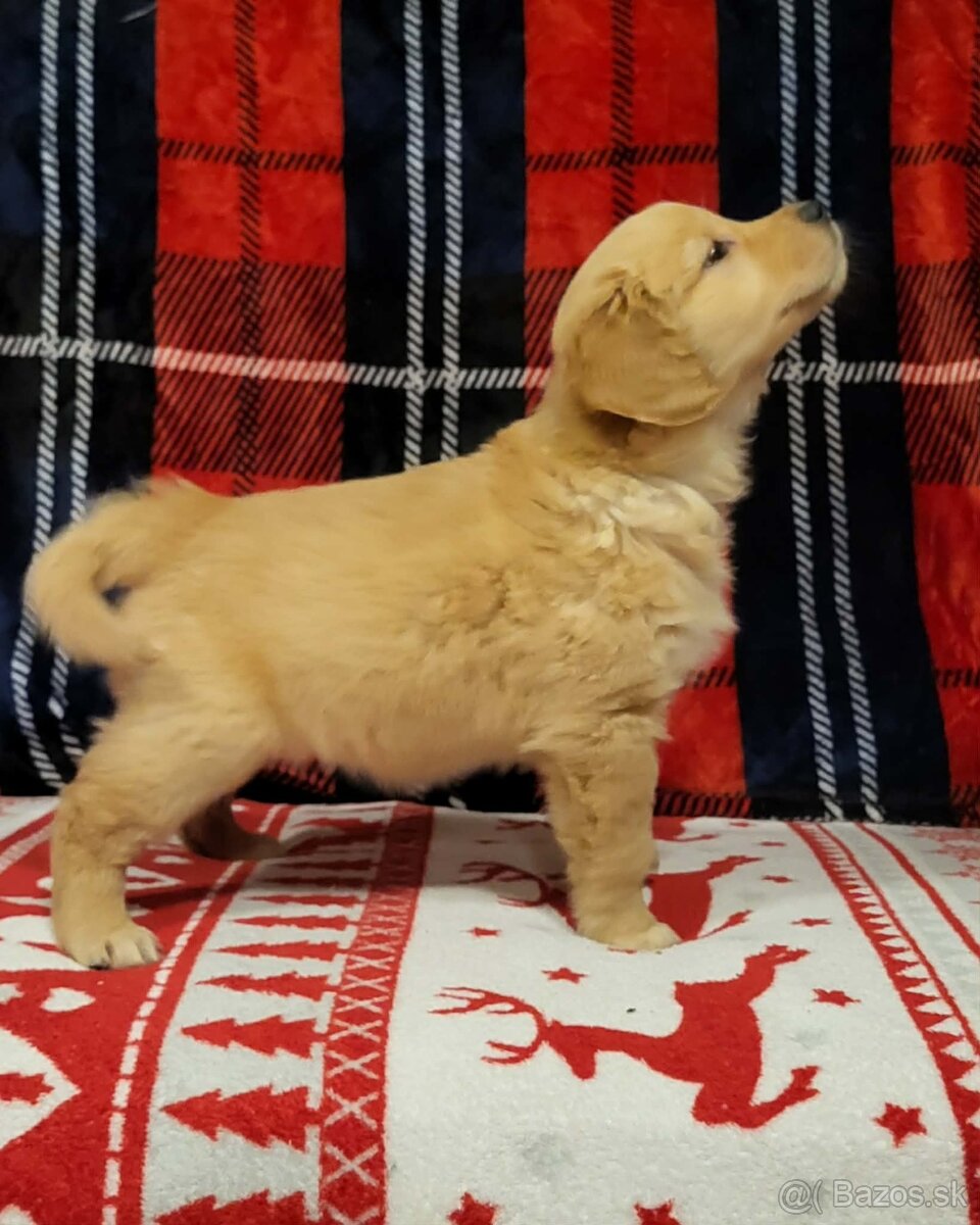 Šteniatka zlatý retriever - 3