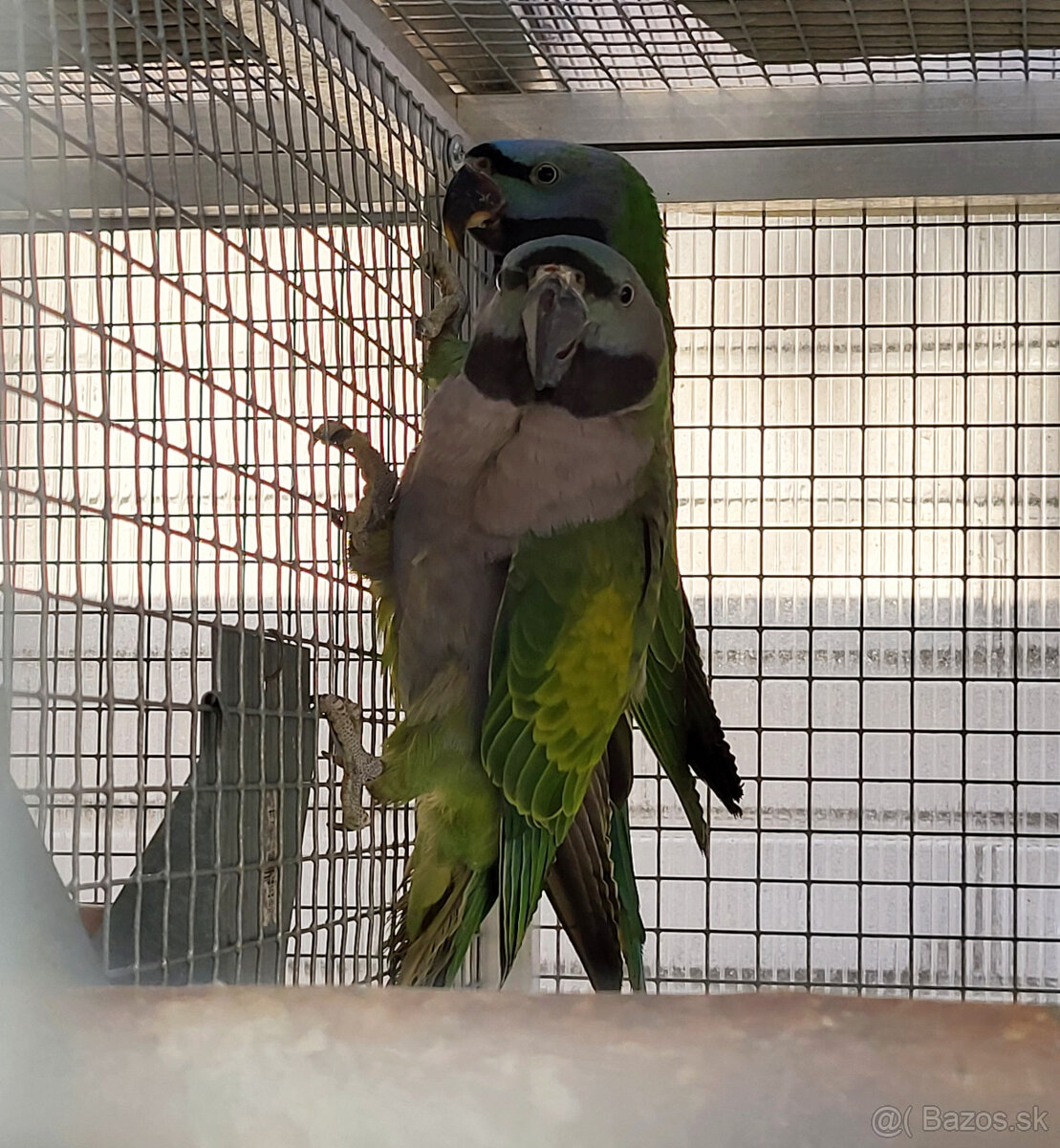 Alexander čínsky - 3