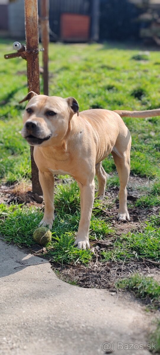 Ponúkam na krytie - 3