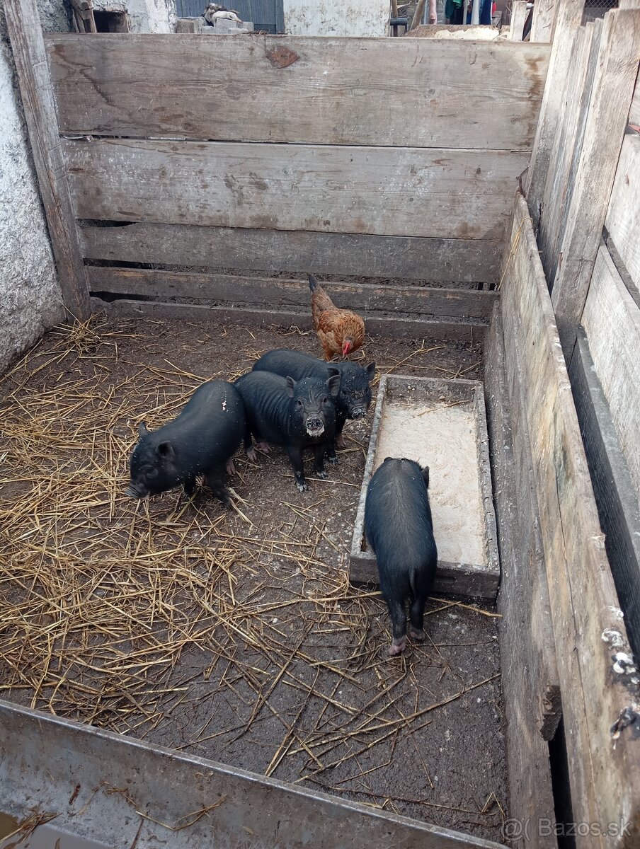 Vitnamské prasiatká - 3