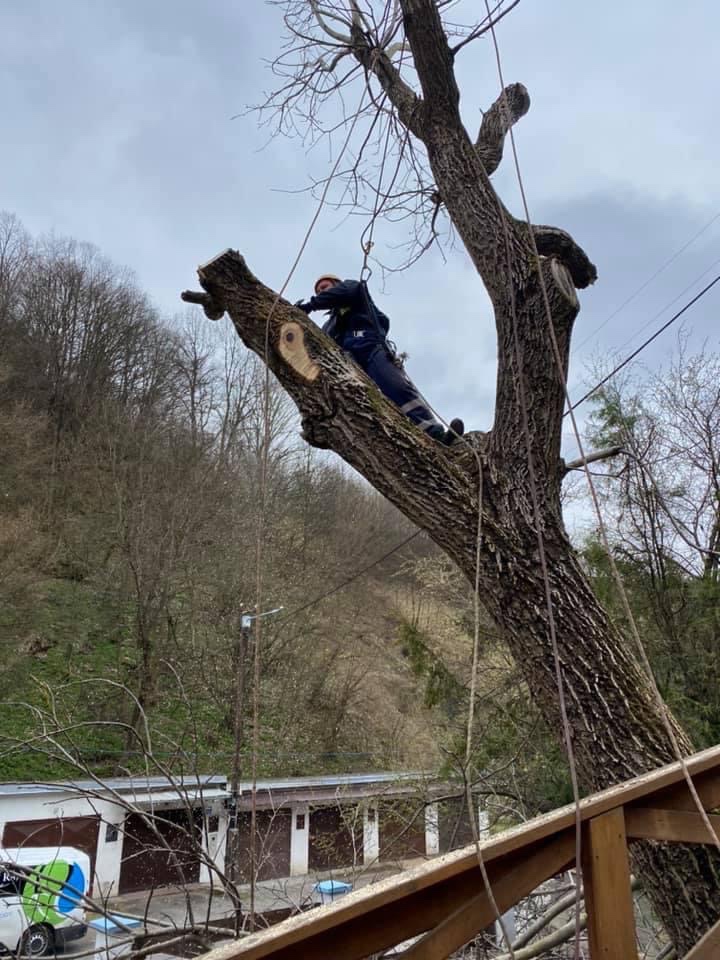 Pílenie a orez stromov - 3