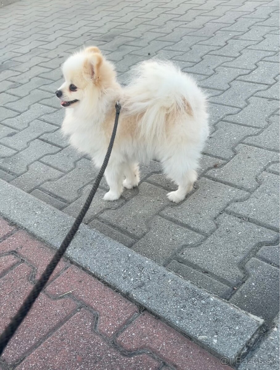 Predám Pomeranian - 3