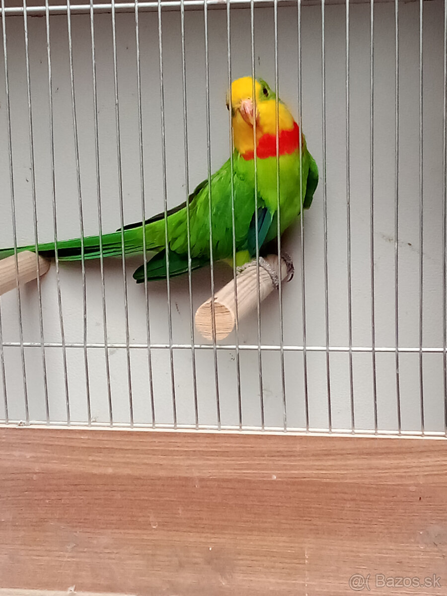 Papagaj nádherný -Baraband - samec - 3