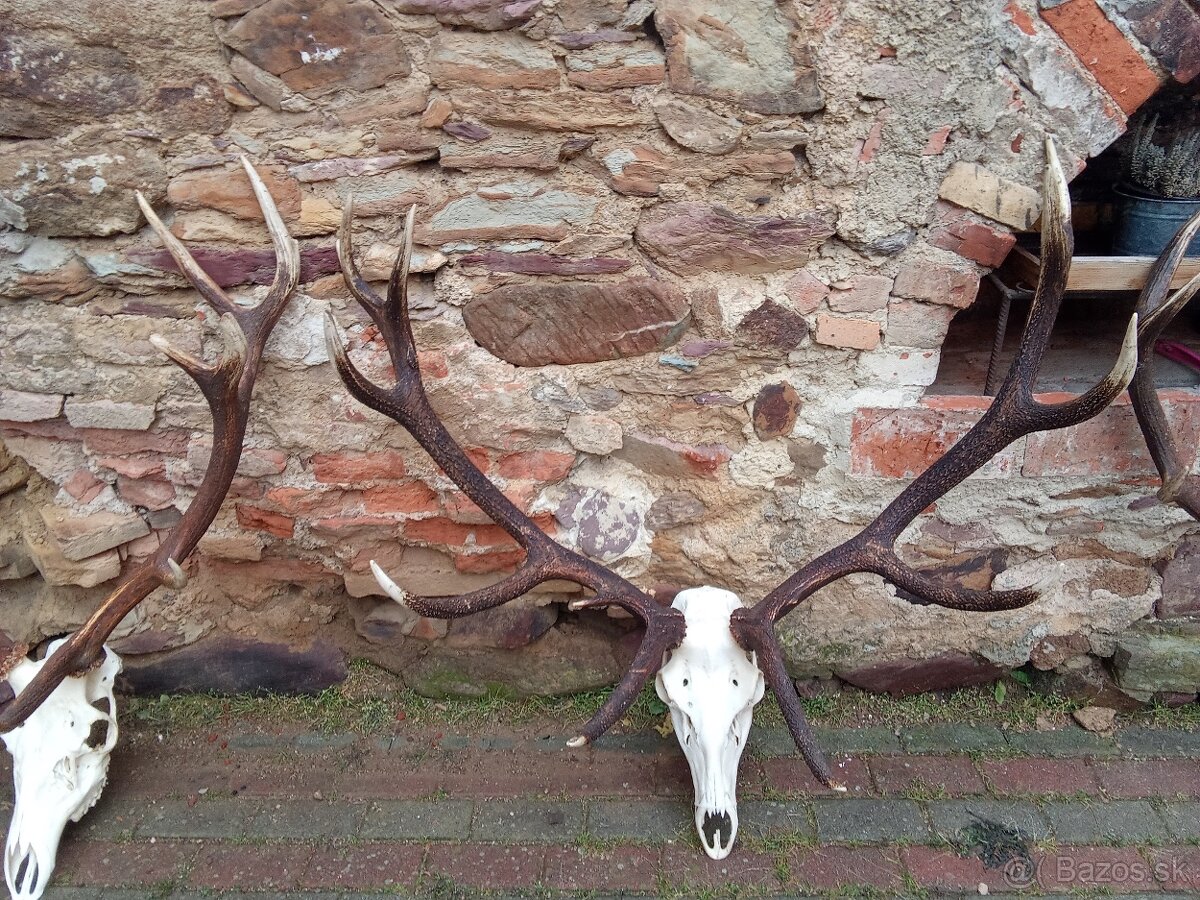 Trofeje jeleňa - 3