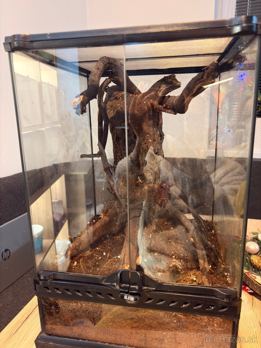 Terarium exo terra - 3