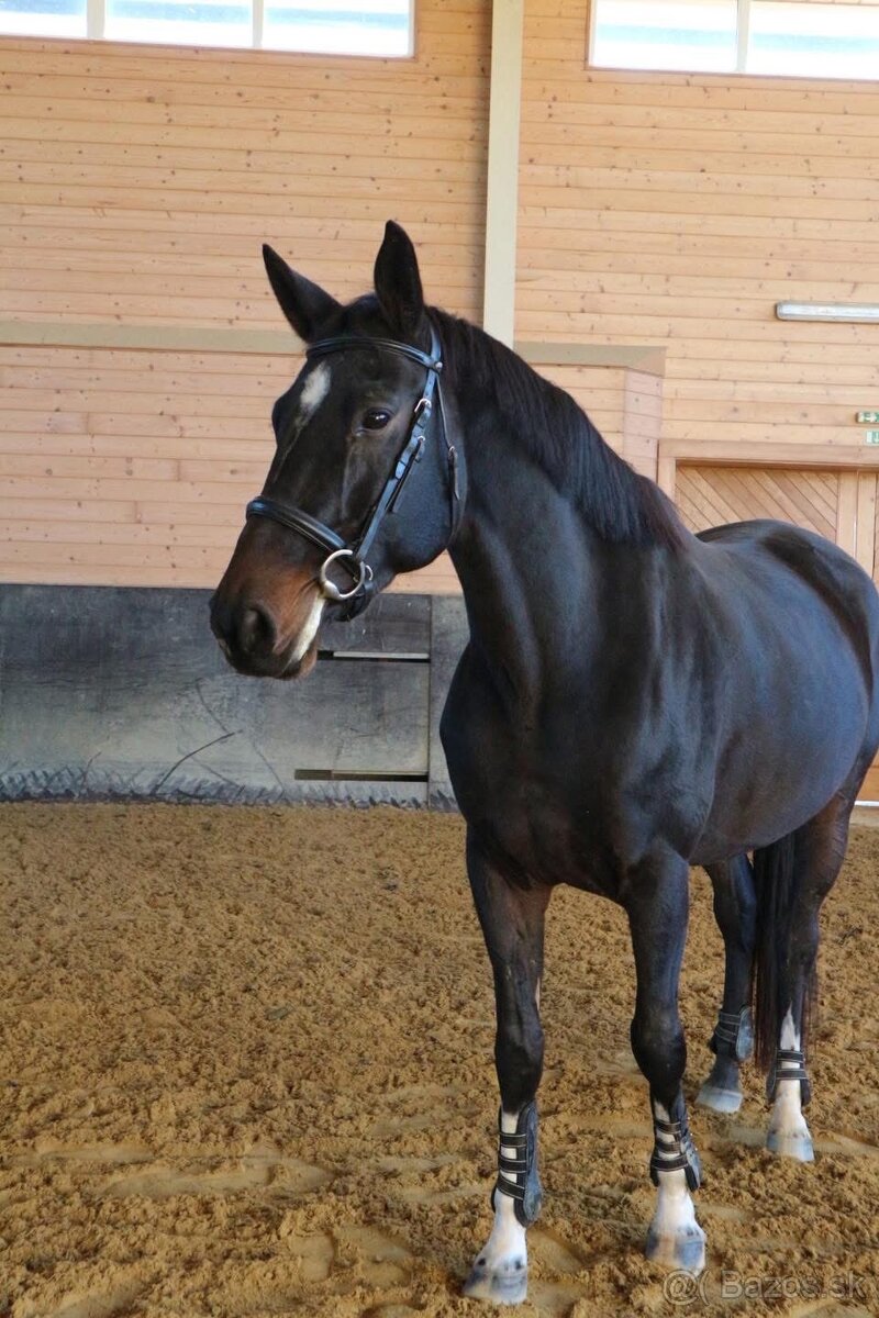 Kobyla do športu - 3