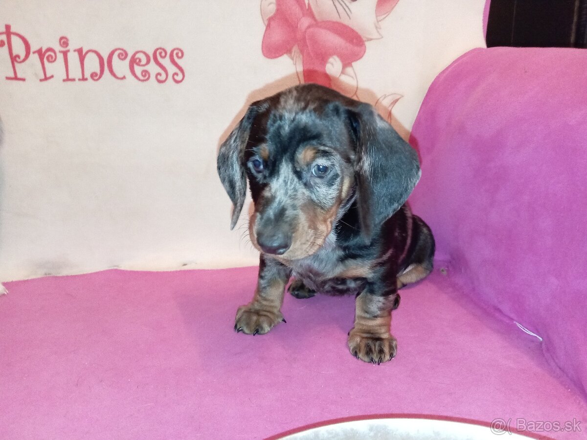 Jazvečík trpasličì merle - 3