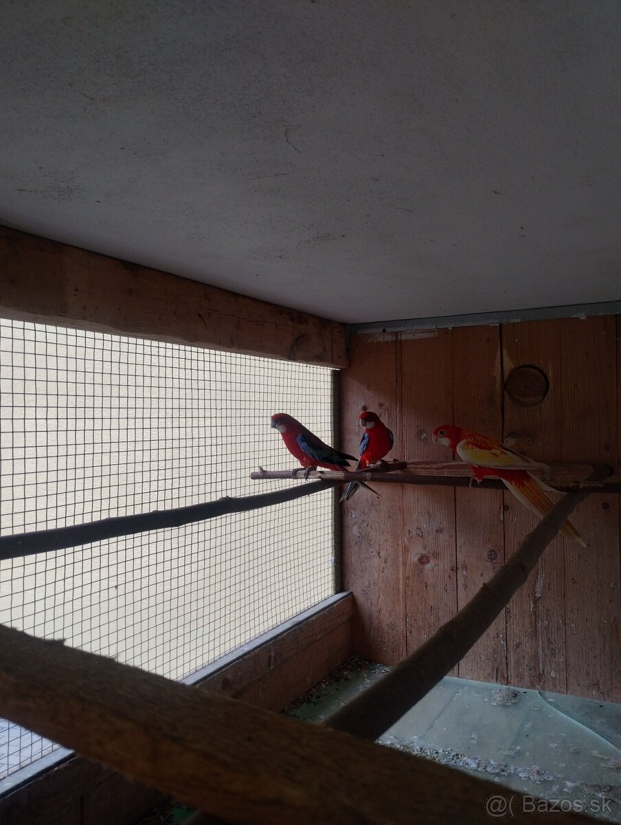 Rozela pestrá, rozela červená - 3