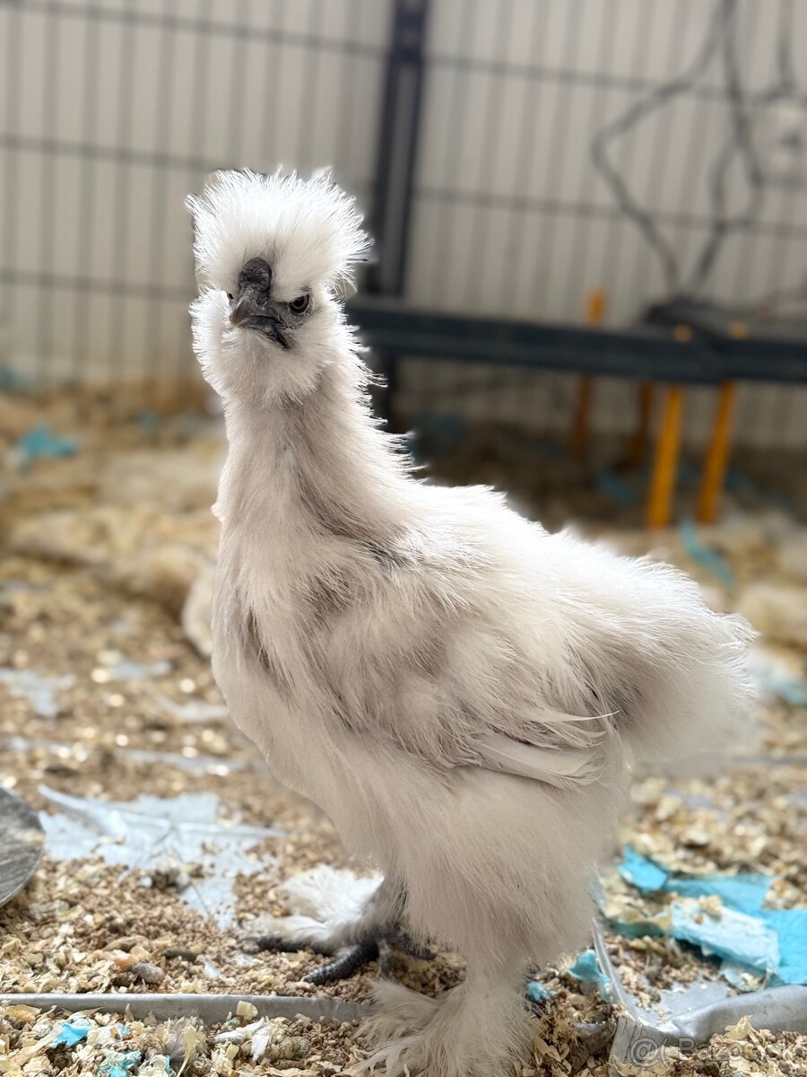 Predám hodvábničky USA - 3