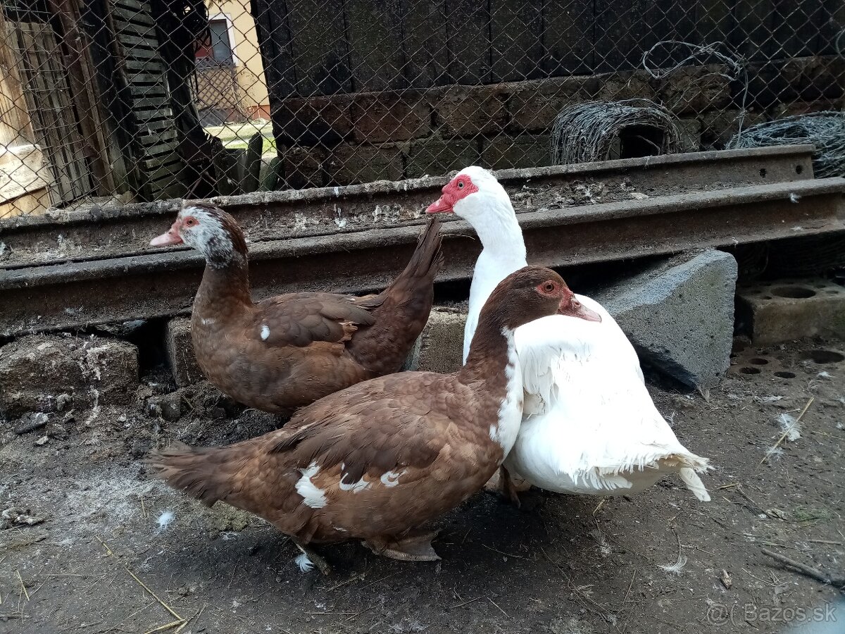 NV pižmová kačica - 3