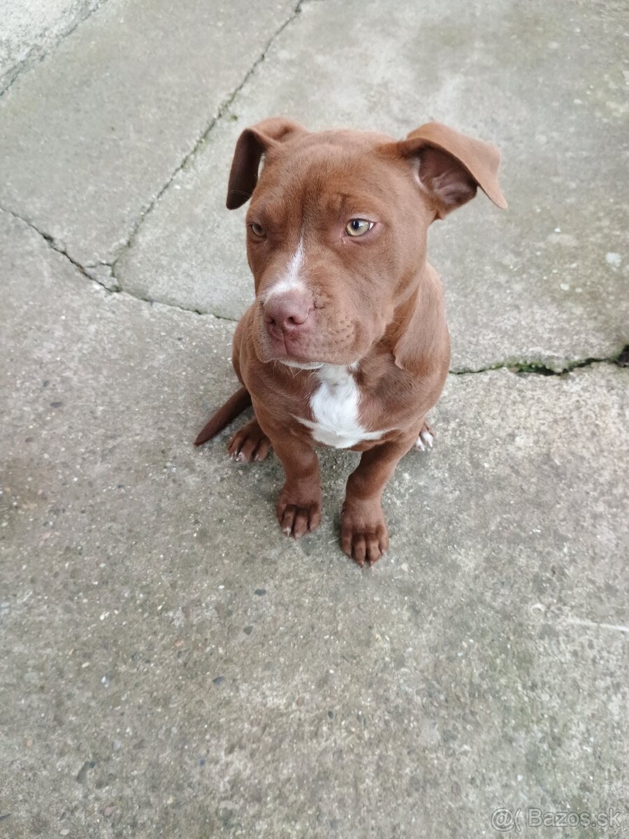 Americký pitbullterier - 3