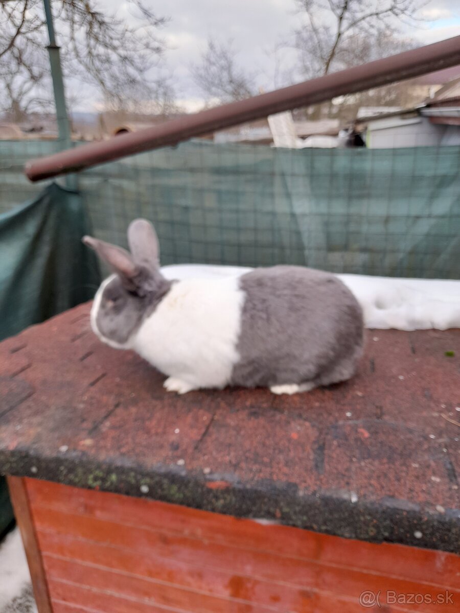 Šarišský obrovitý strakač - 3