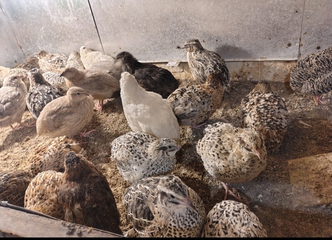 Predám japonské prepelice - 3