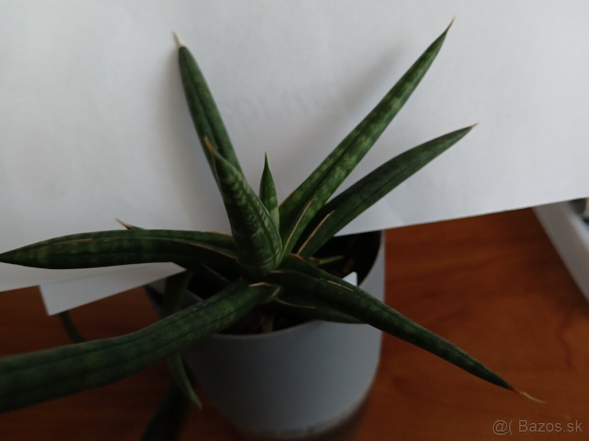 Sansevieria ballyi - 3
