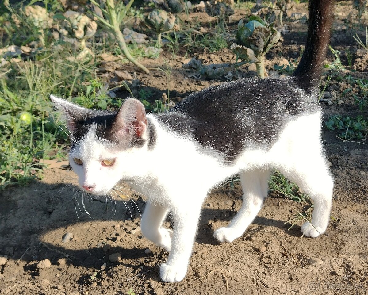 Darujem mačiatko - 3