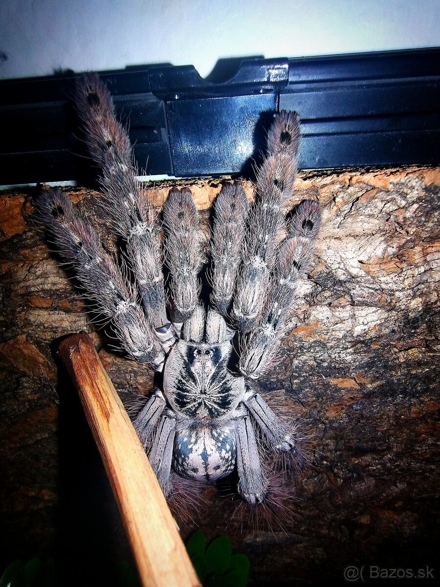 Pavúk, Vtáčkar , Tarantula , Heteroscodra maculata - 3