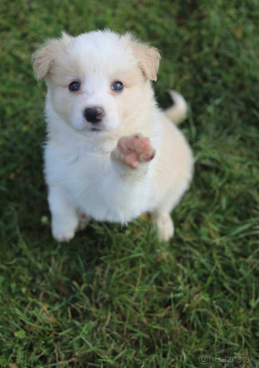 Border kolia s PP - 3