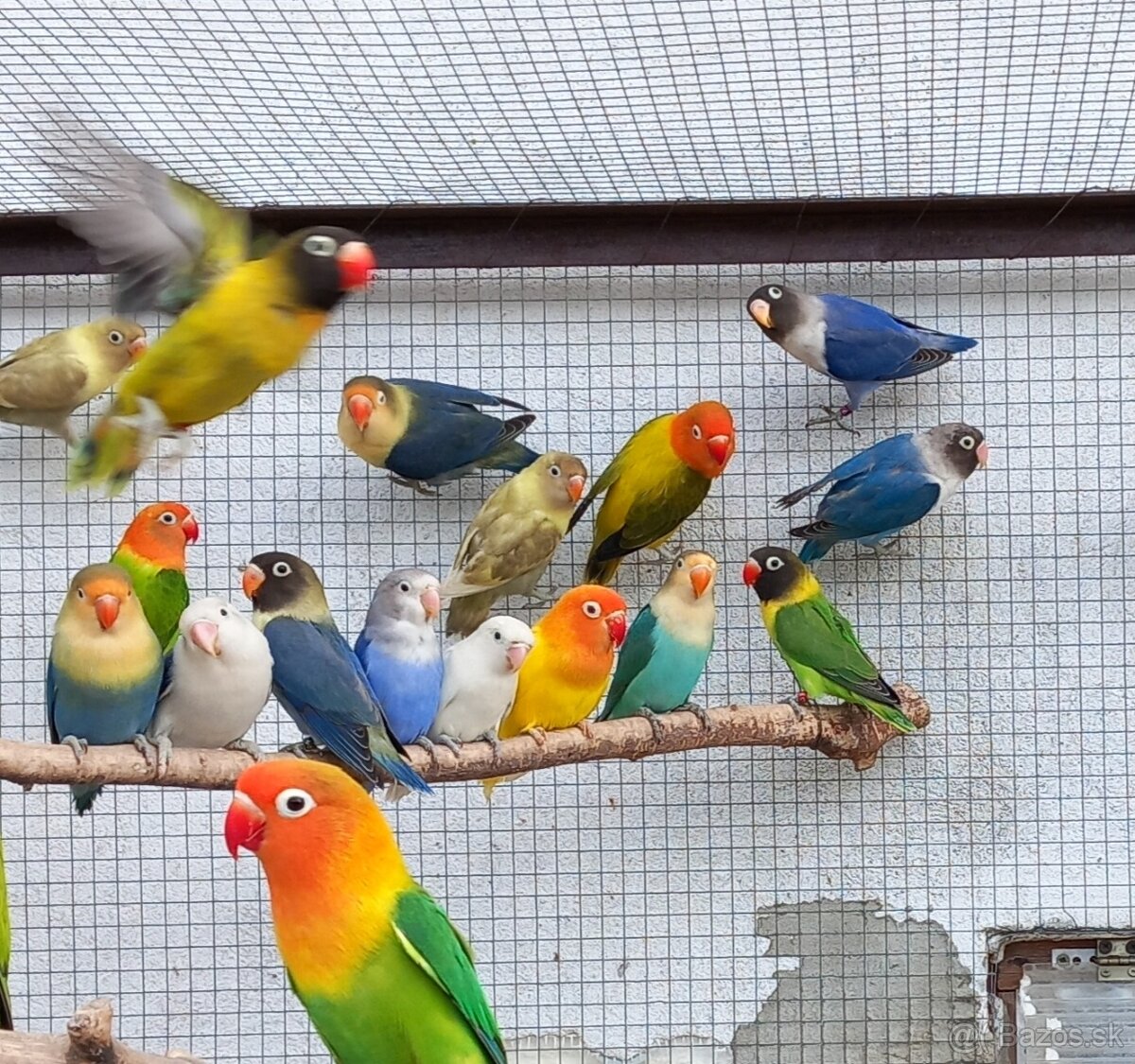 Agapornisy fischeri a škraboškové - 3