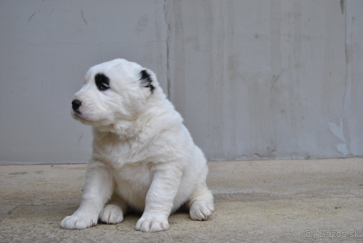 Stredoázijský ovčiak SAO s PP - 3