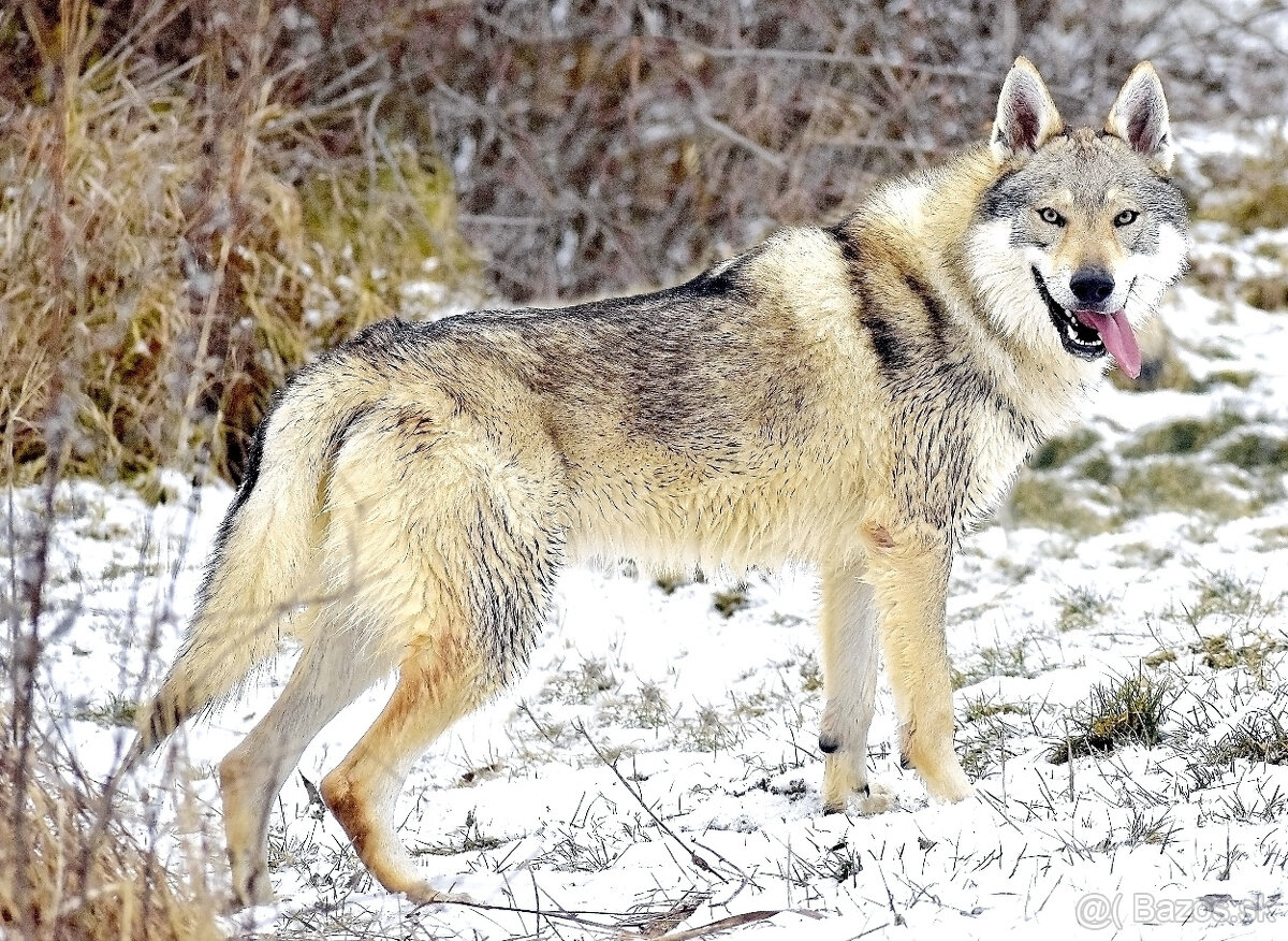 šteniatka československy vlčiak - 3