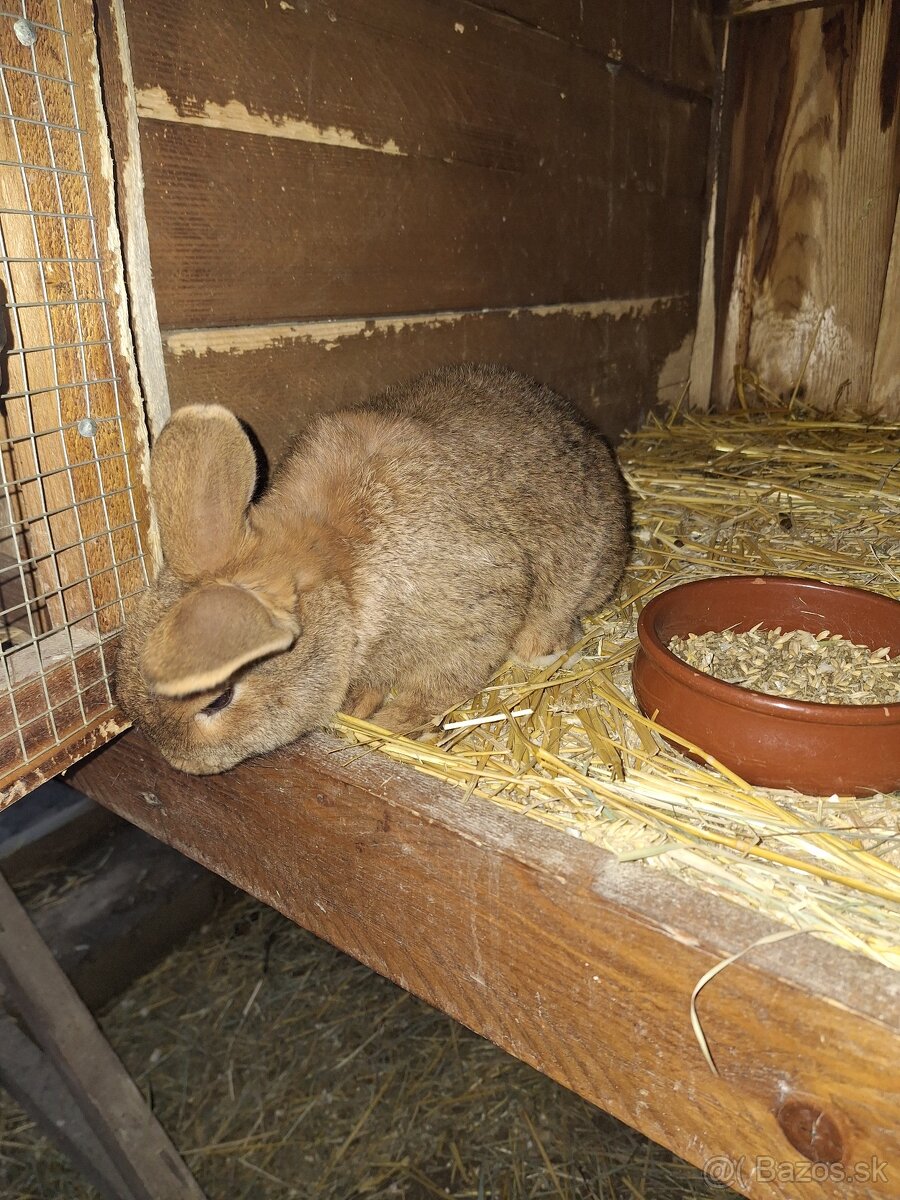 Ponúkam na predaj - 3