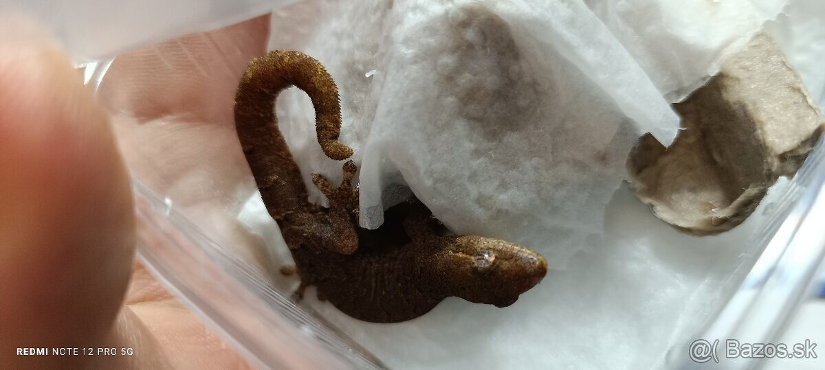 Lepidodactylus lugubris - 3