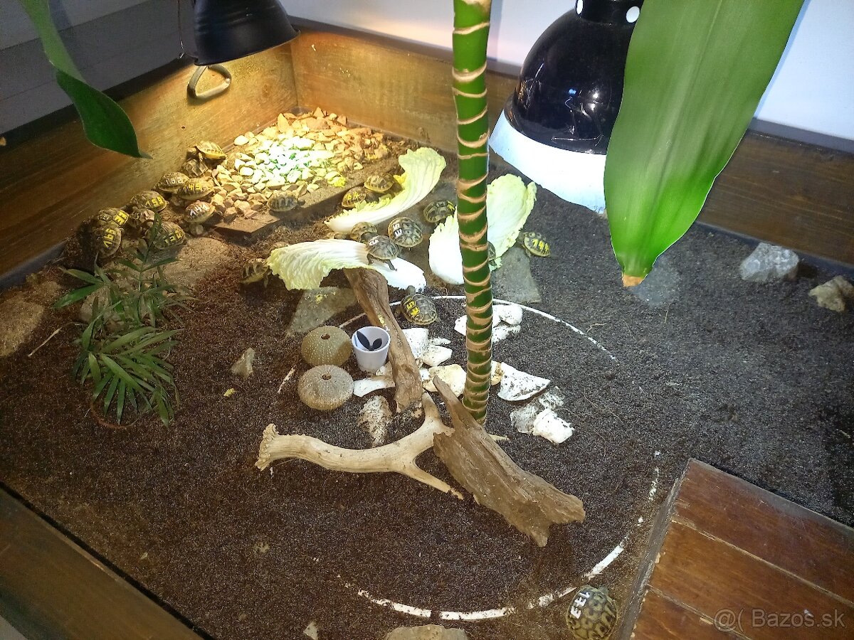 Testudo hermanni - 3