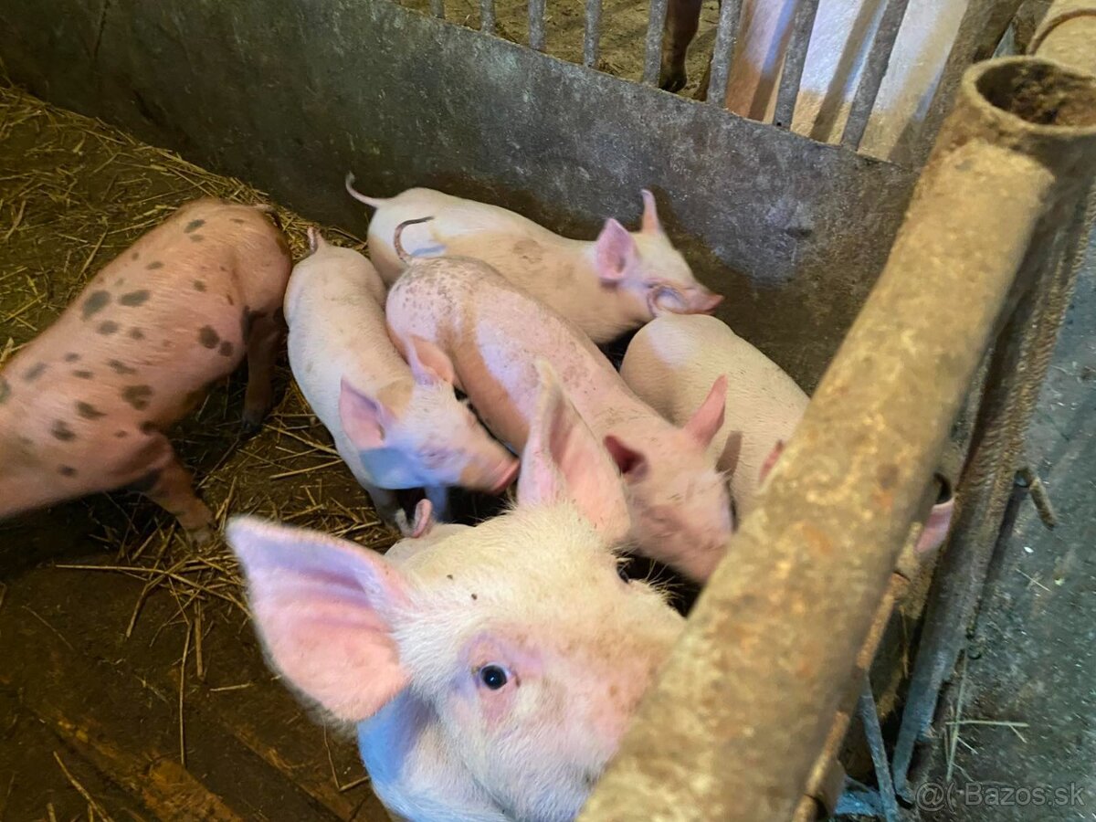 Predám odstavčatá - 3