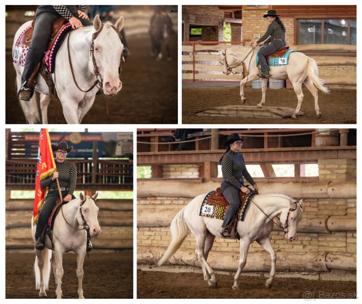 Pripúšťanie cremello Quarter Horse žrebcom - EARLY BOOKING - 3