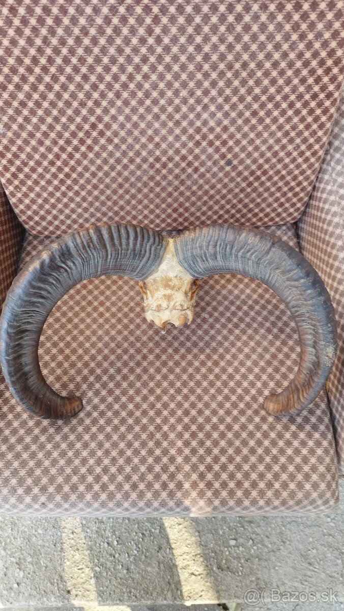 Predám trofej muflona parožie zhody trofeje - 3