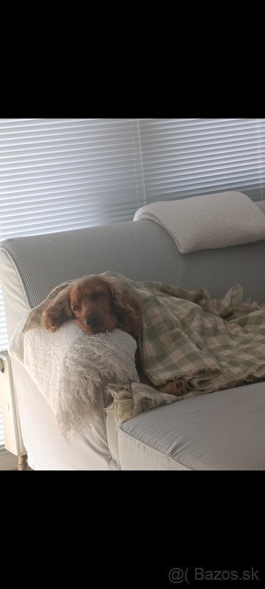 Darujem fenku angkicky kokerspaniel - 3