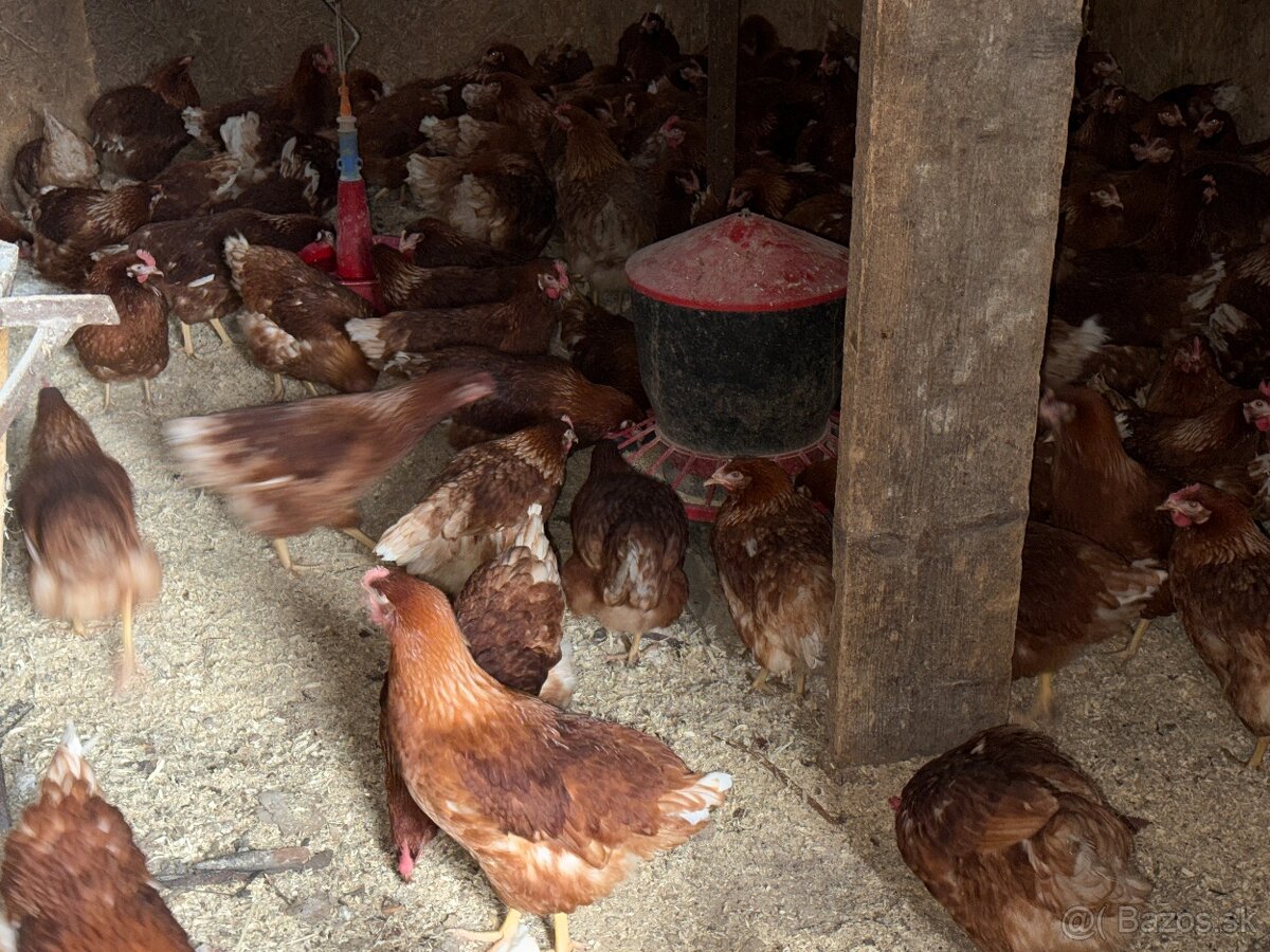 Sliepky Mládky Nosnice Lohman - 3