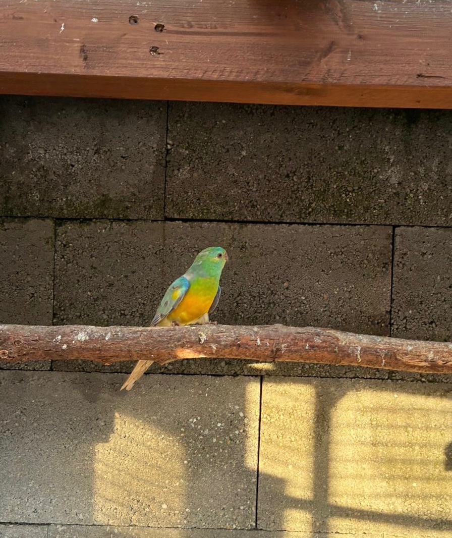 Papagáj spevavý - 3