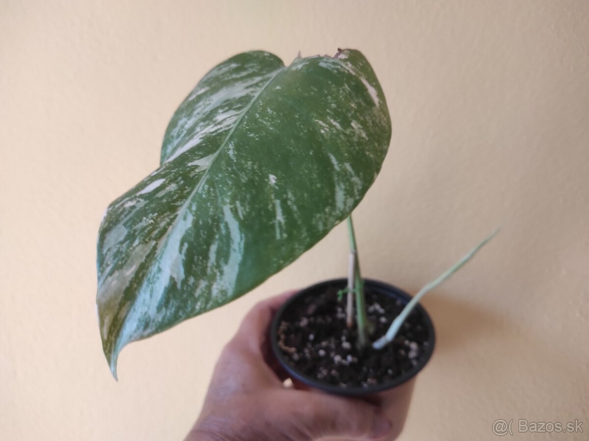 MONSTERA ALBO VARIEGATA - 3