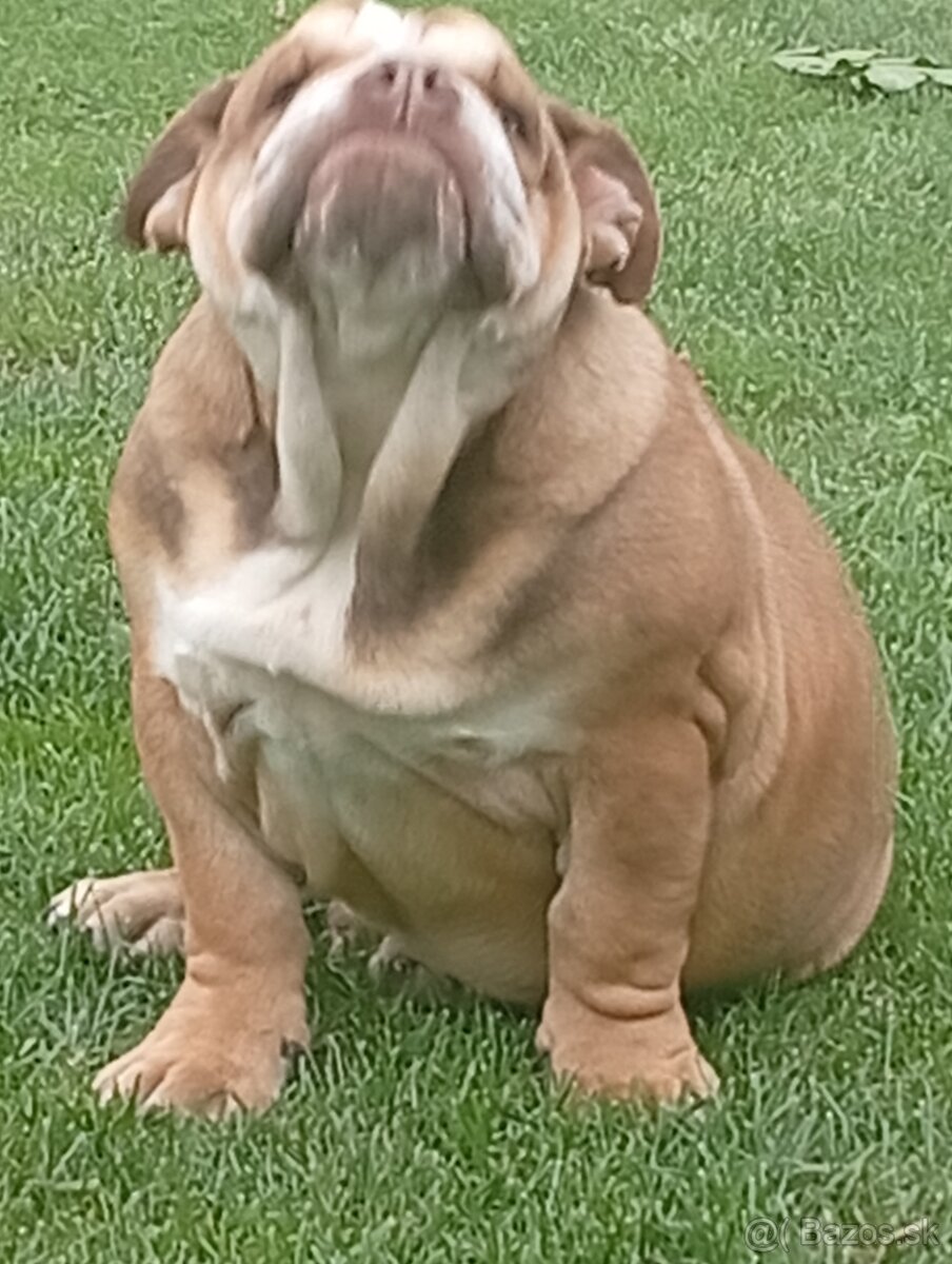 Anglicky buldog - 3