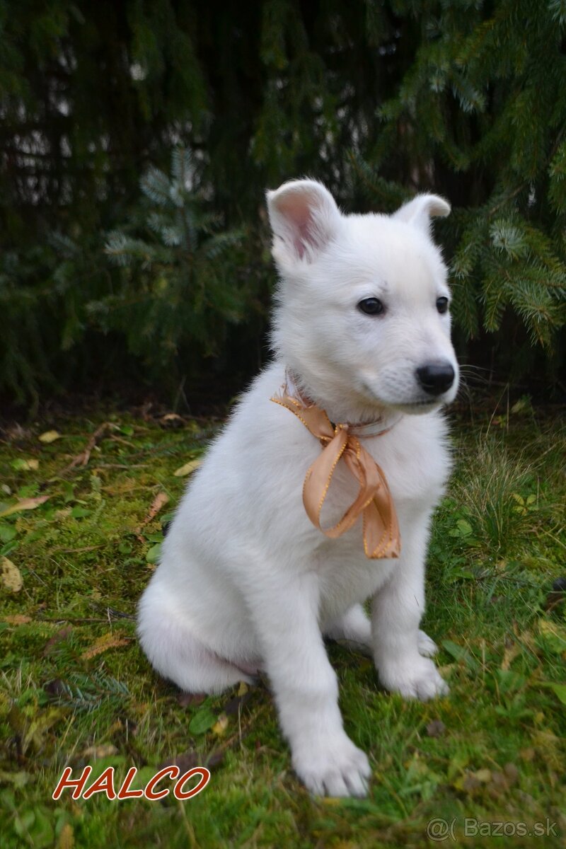 Biely švajčiarsky ovčiak , s PP - 3