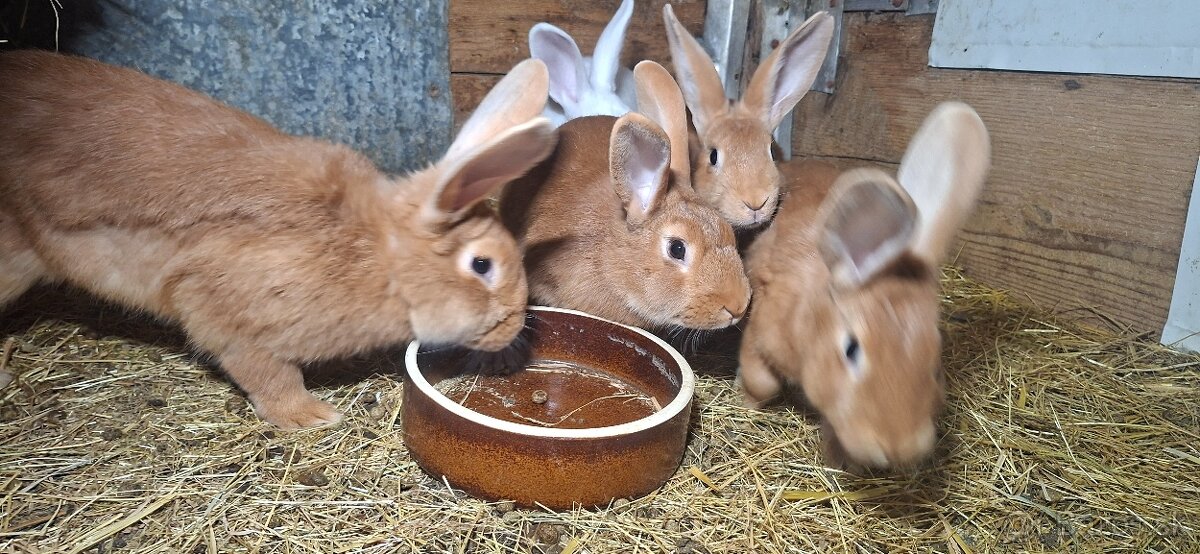 Burgundske a Hyle samice - 3