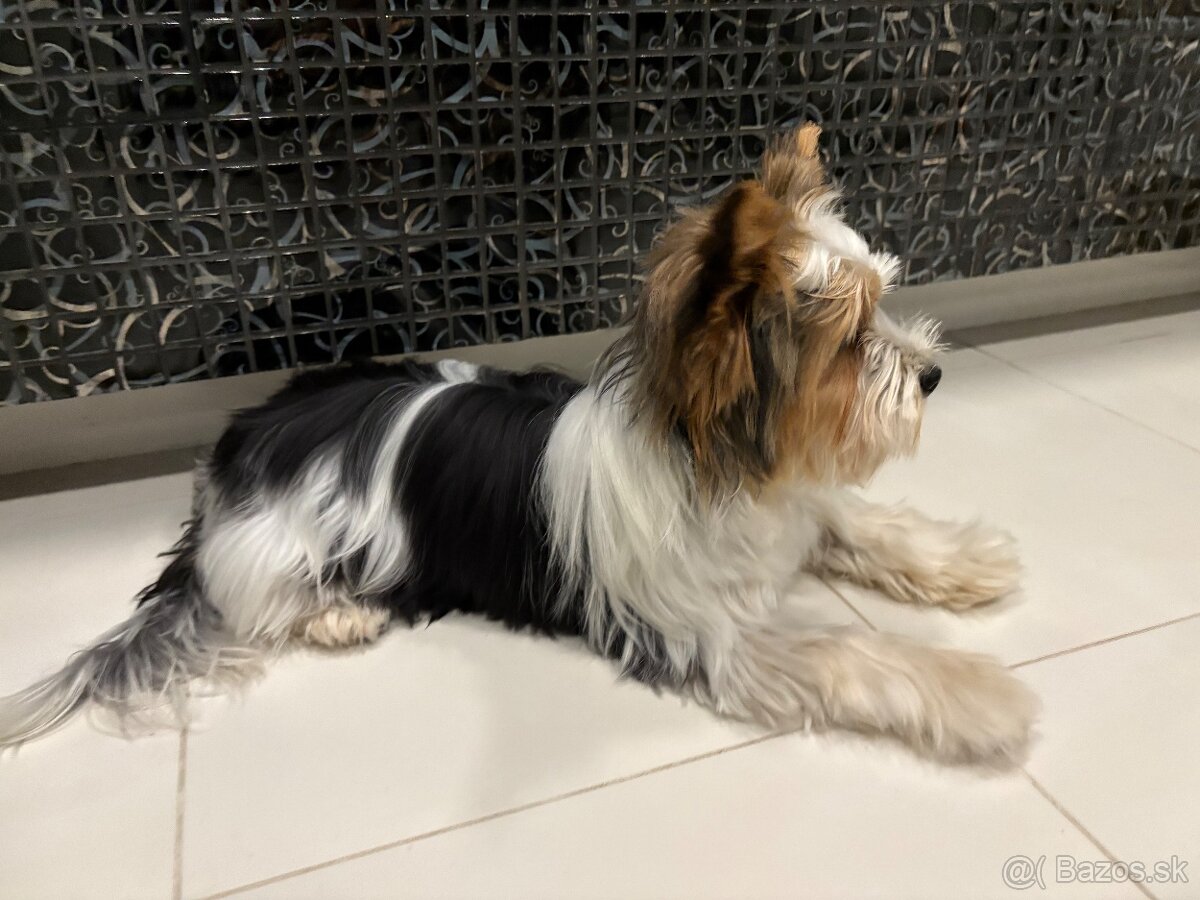 Biewer s PP krytie - 3