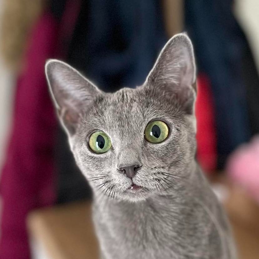 Ruská modrá mačka - 3