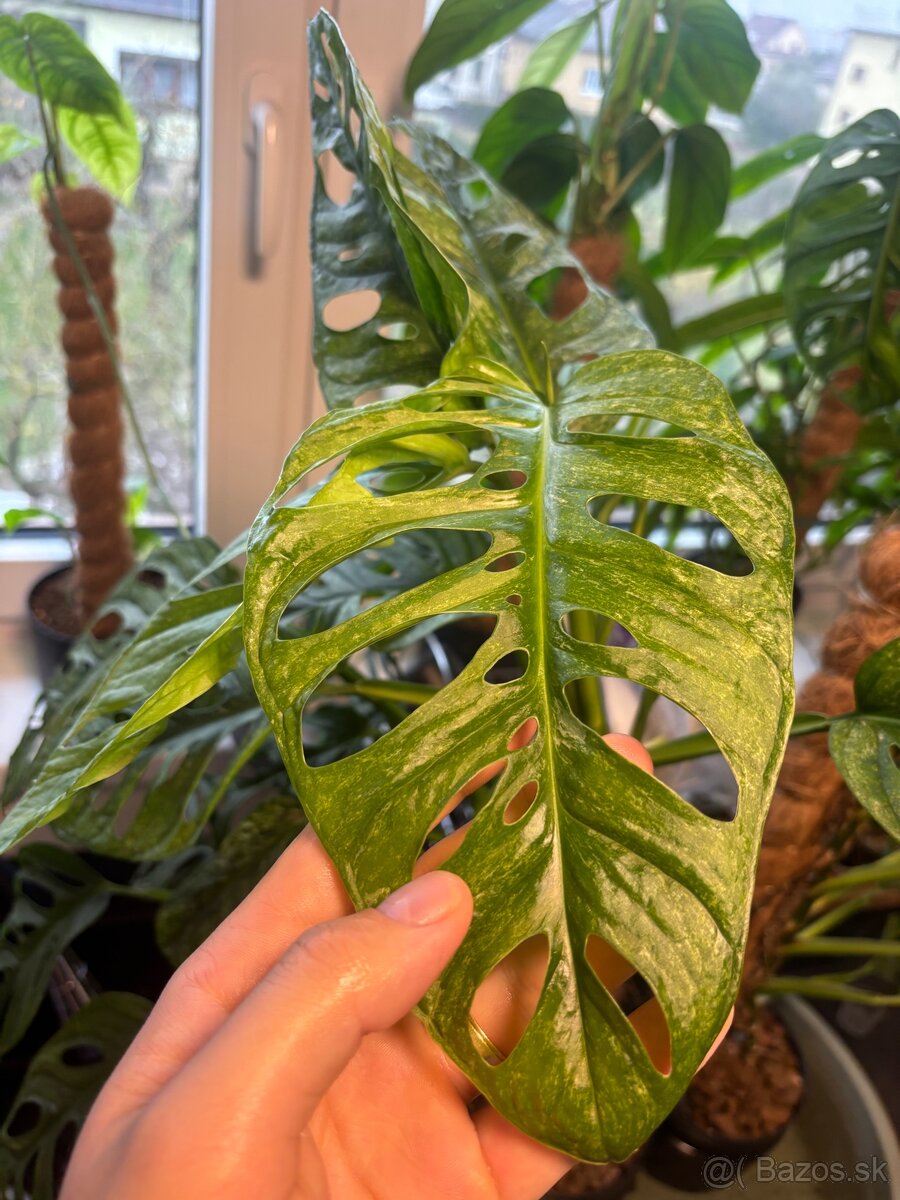 Monstera Adansonii Mint - 3