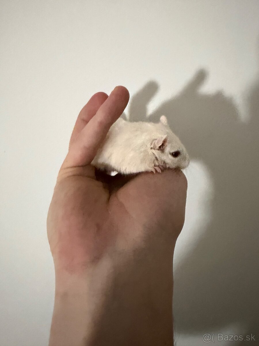 Darujeme pieskomila - 3