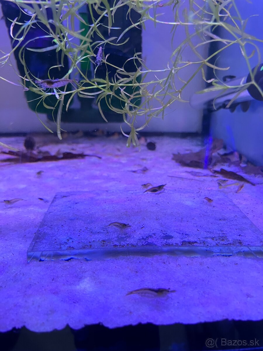 Neocaridina krevetky - 3