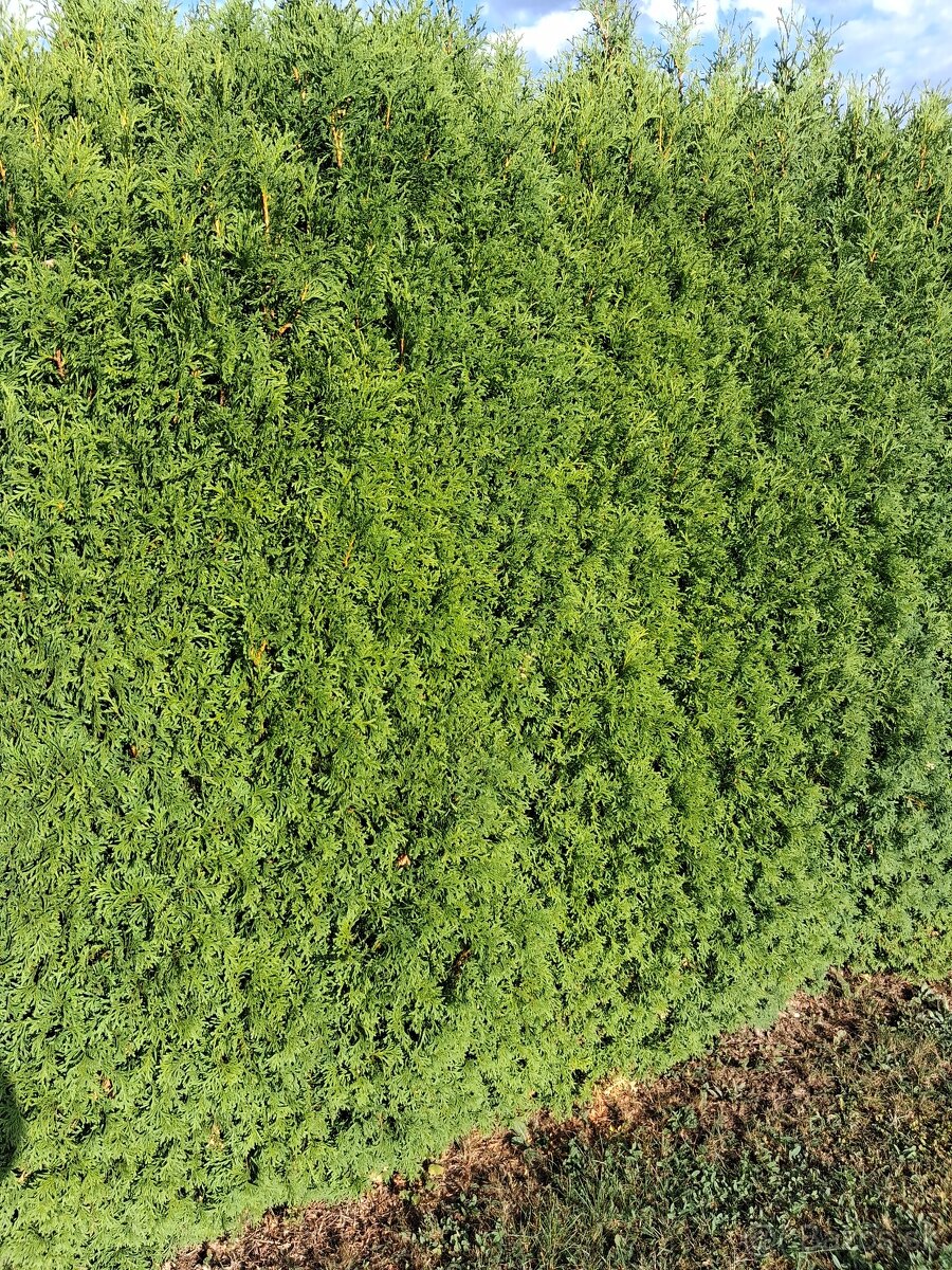 Thuja occidentalis- živý plot komplet - 3