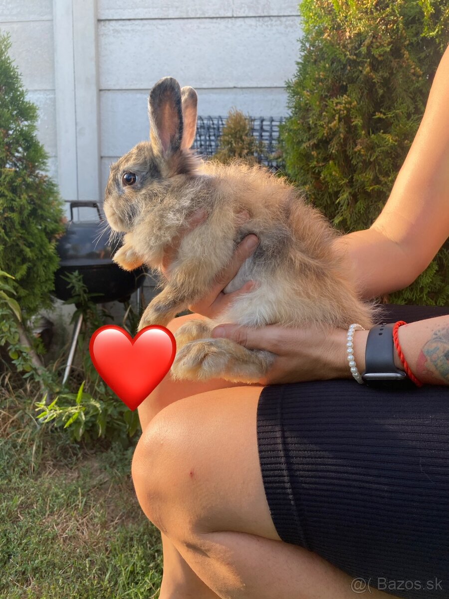 Pet zajacikovia - 3