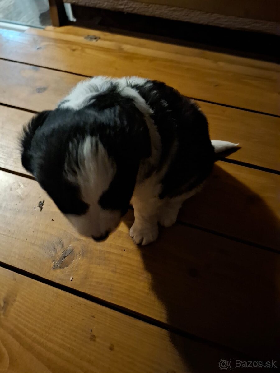 Darujem šteniatko - 3