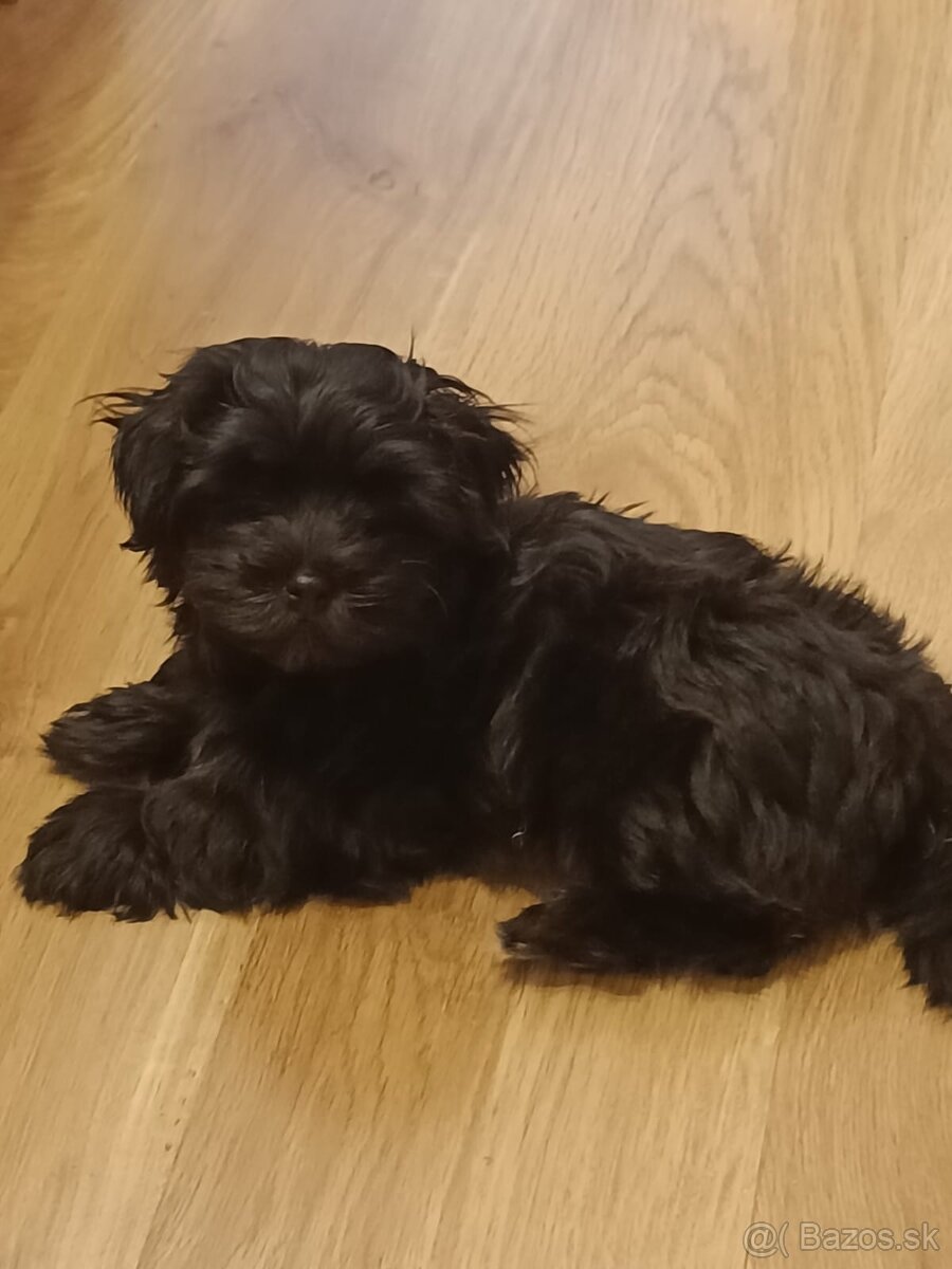 Havanský psík - 3