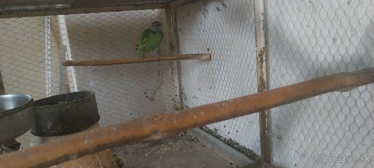 Alexander fúzatý ružovoprsí - 3